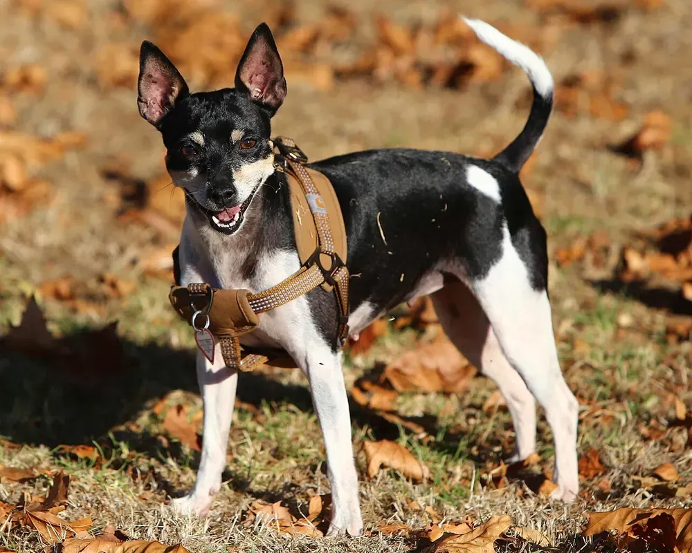 Rat Terrier Americano: foto 1