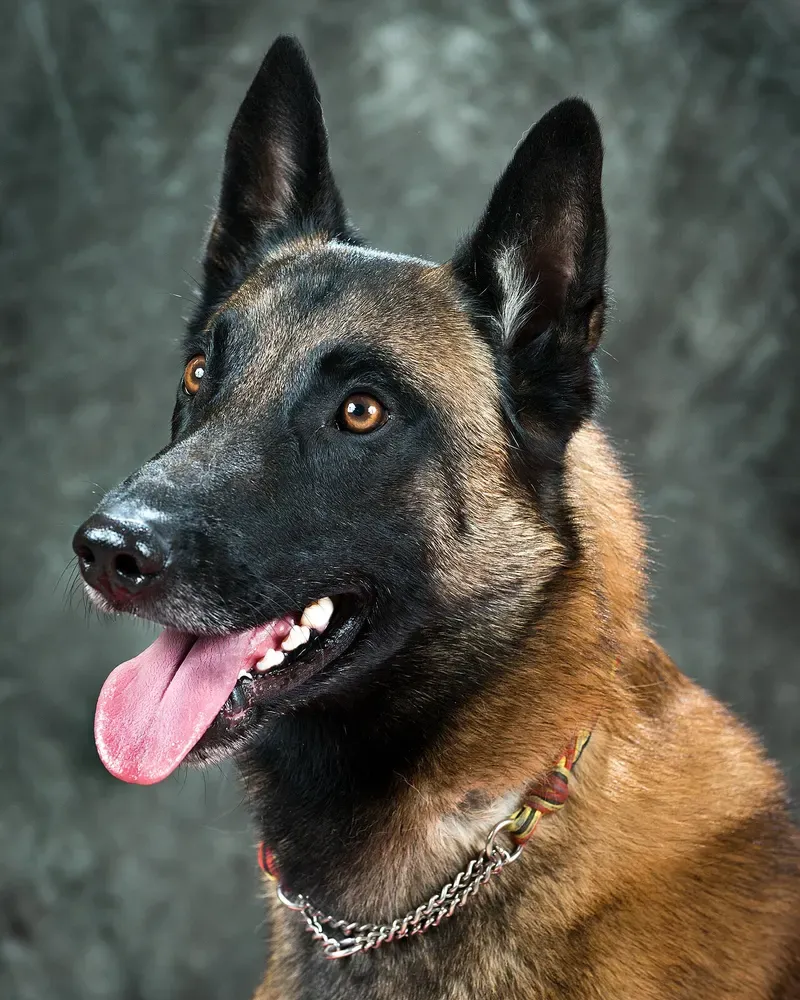 Pastor belga malinois: foto 1