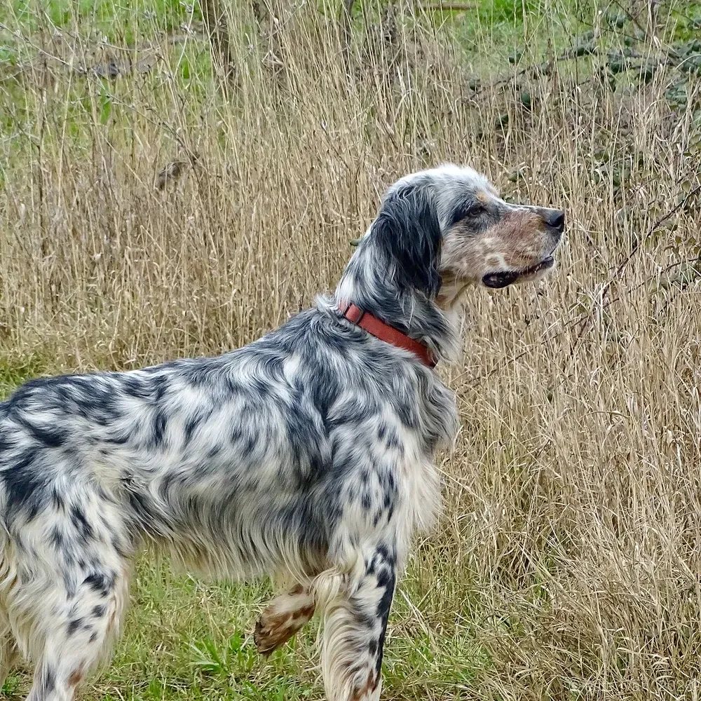 Setter inglés: foto 1