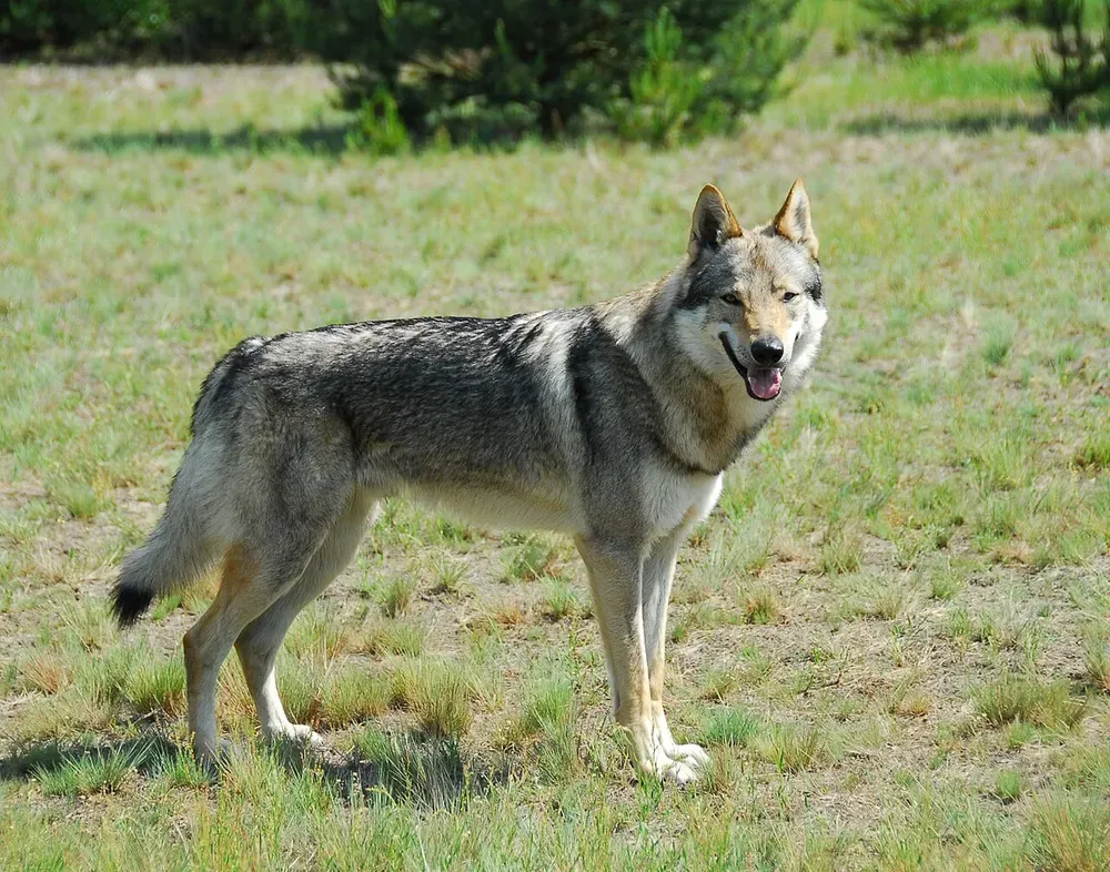 Perro lobo checoslovaco: foto 1