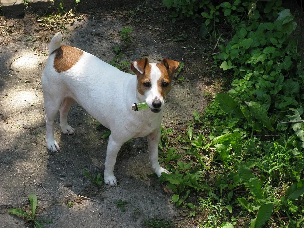 Jack Russell terrier: foto 1