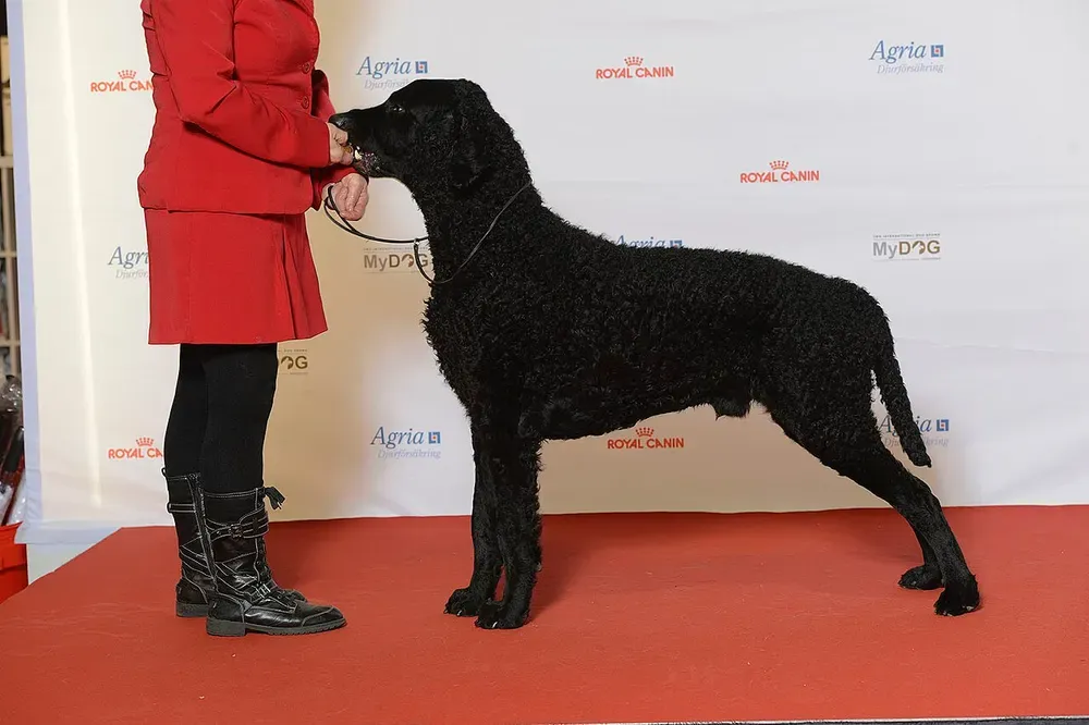 Retriever de pelo rizado: foto 1