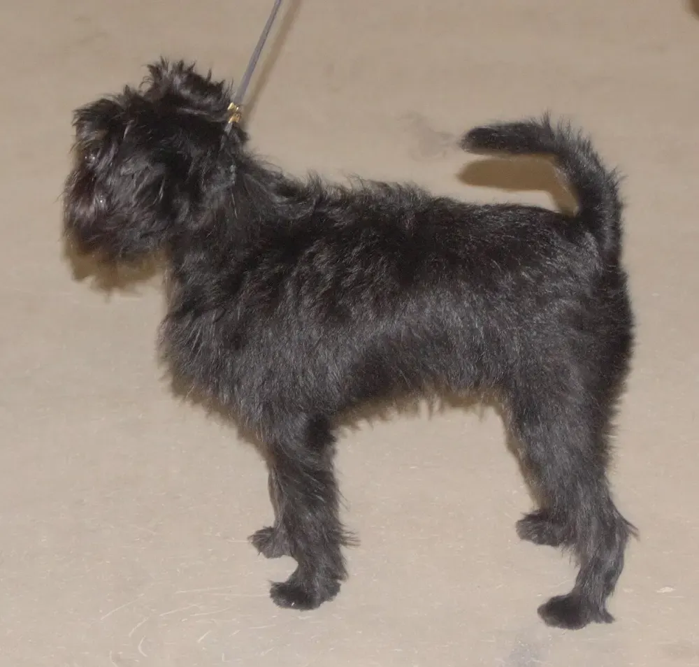 Affenpinscher: foto 1