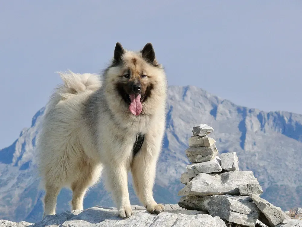 Eurasier: foto 1