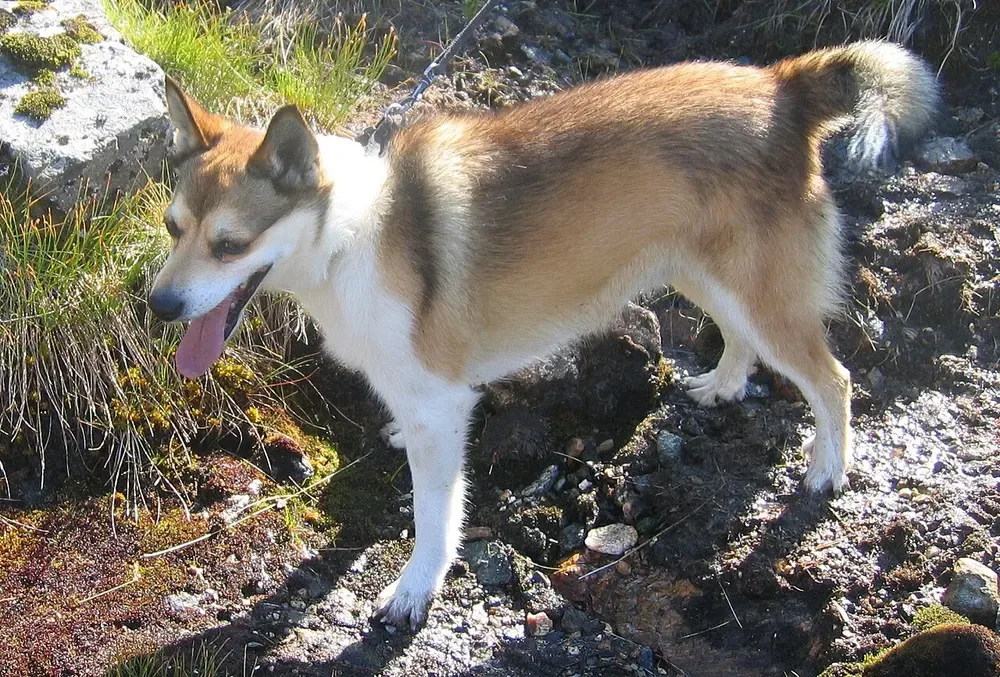 Lundehund noruego: foto 1