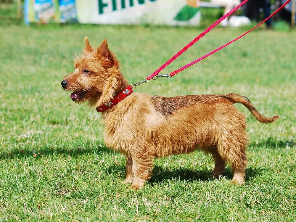 Terrier australiano: foto 1