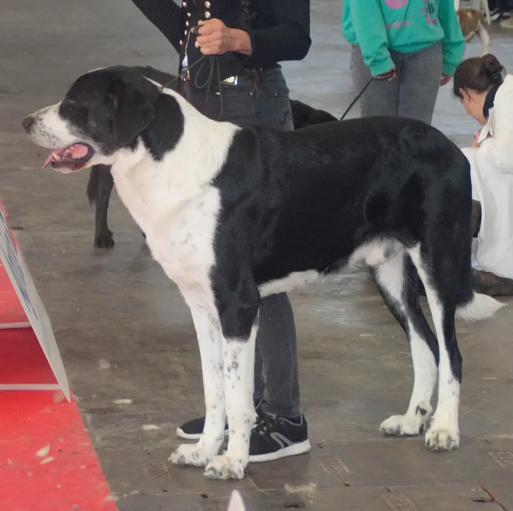 Mastín transmontano: foto 1