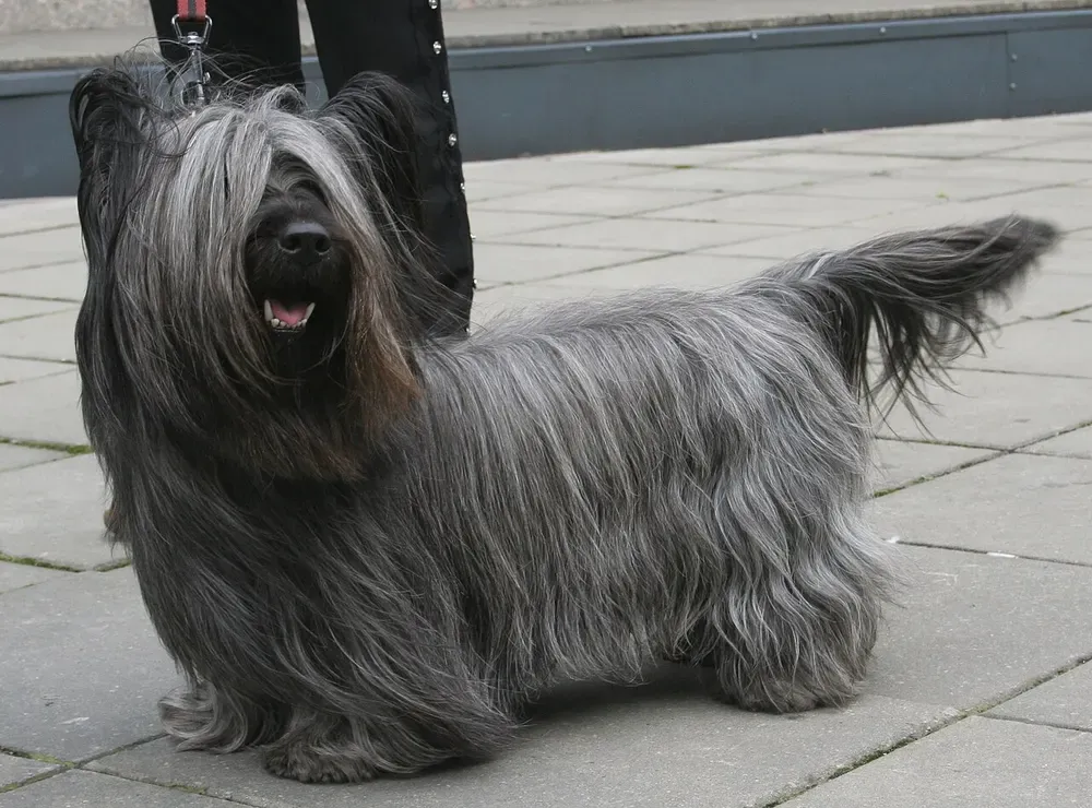 Skye terrier: foto 1