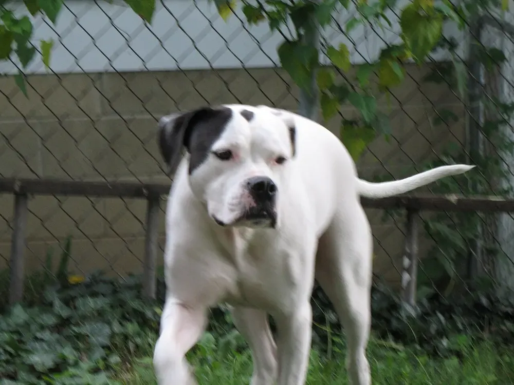 Bulldog americano: foto 1