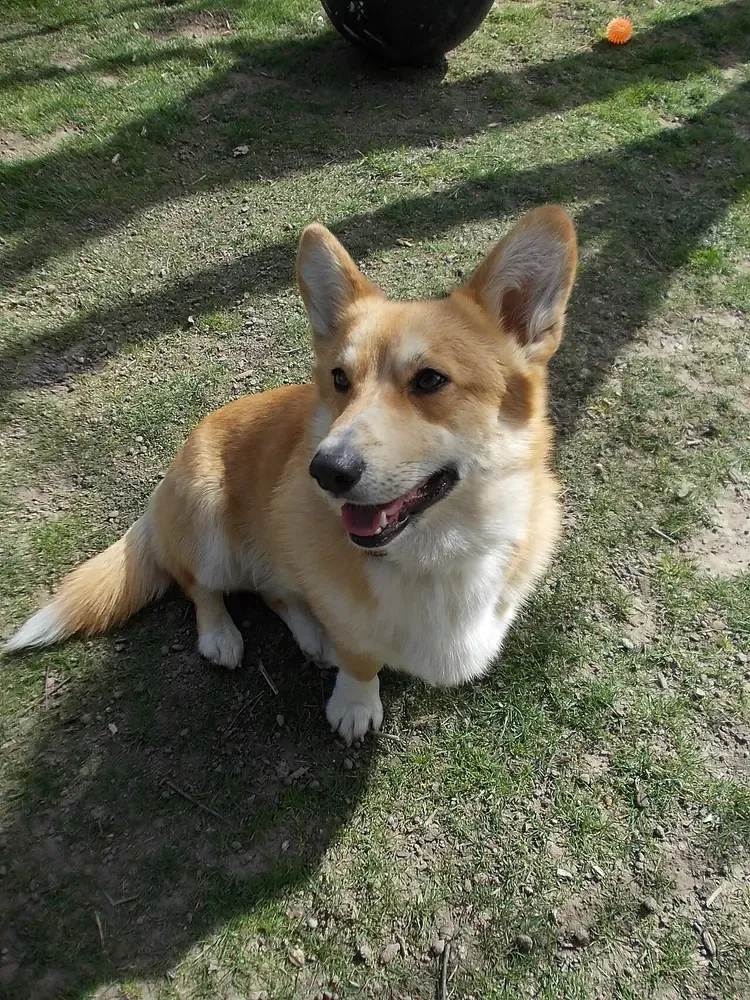 Corgi galés Pembroke: foto 1