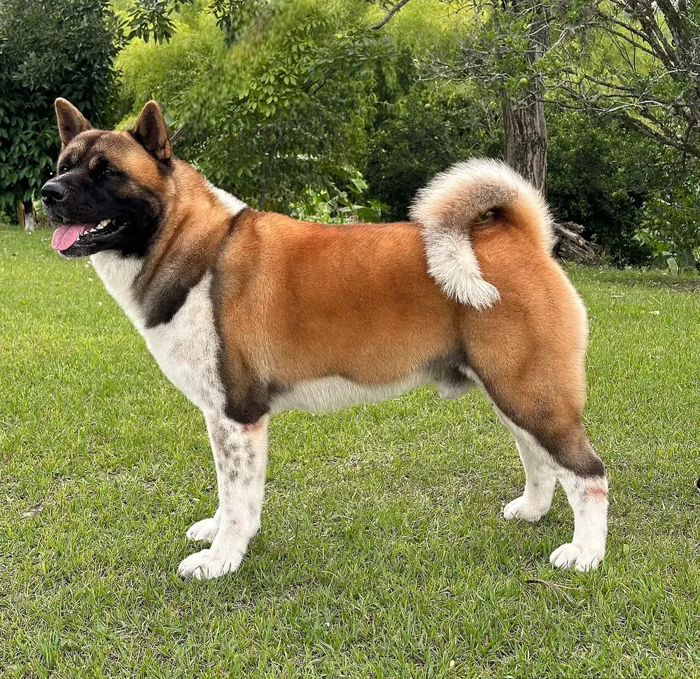 Akita americano: foto 1