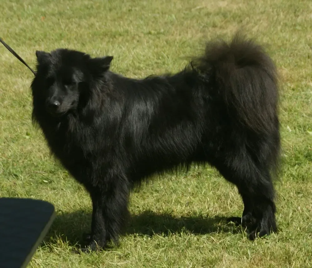 Lapphund sueco: foto 1