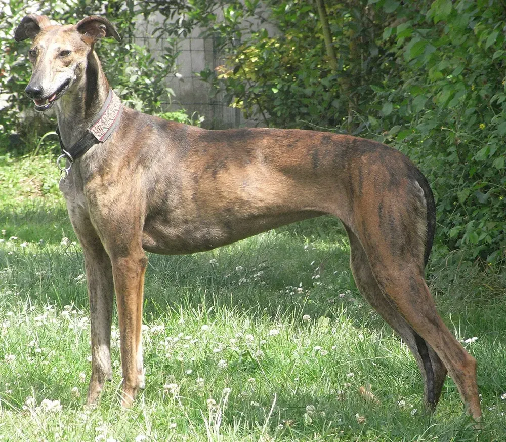 Galgo español: foto 1