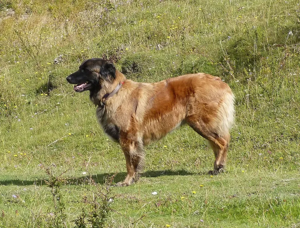 Perro de la Sierra de la Estrela: foto 1