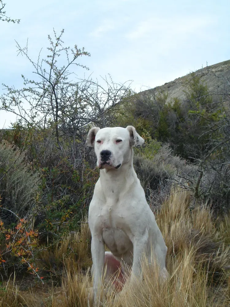 Dogo argentino: foto 1