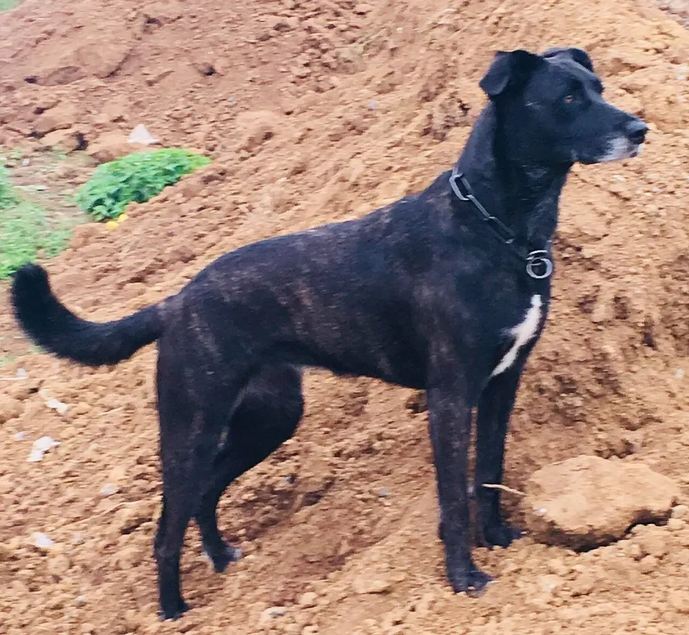 Perro majorero: foto 1