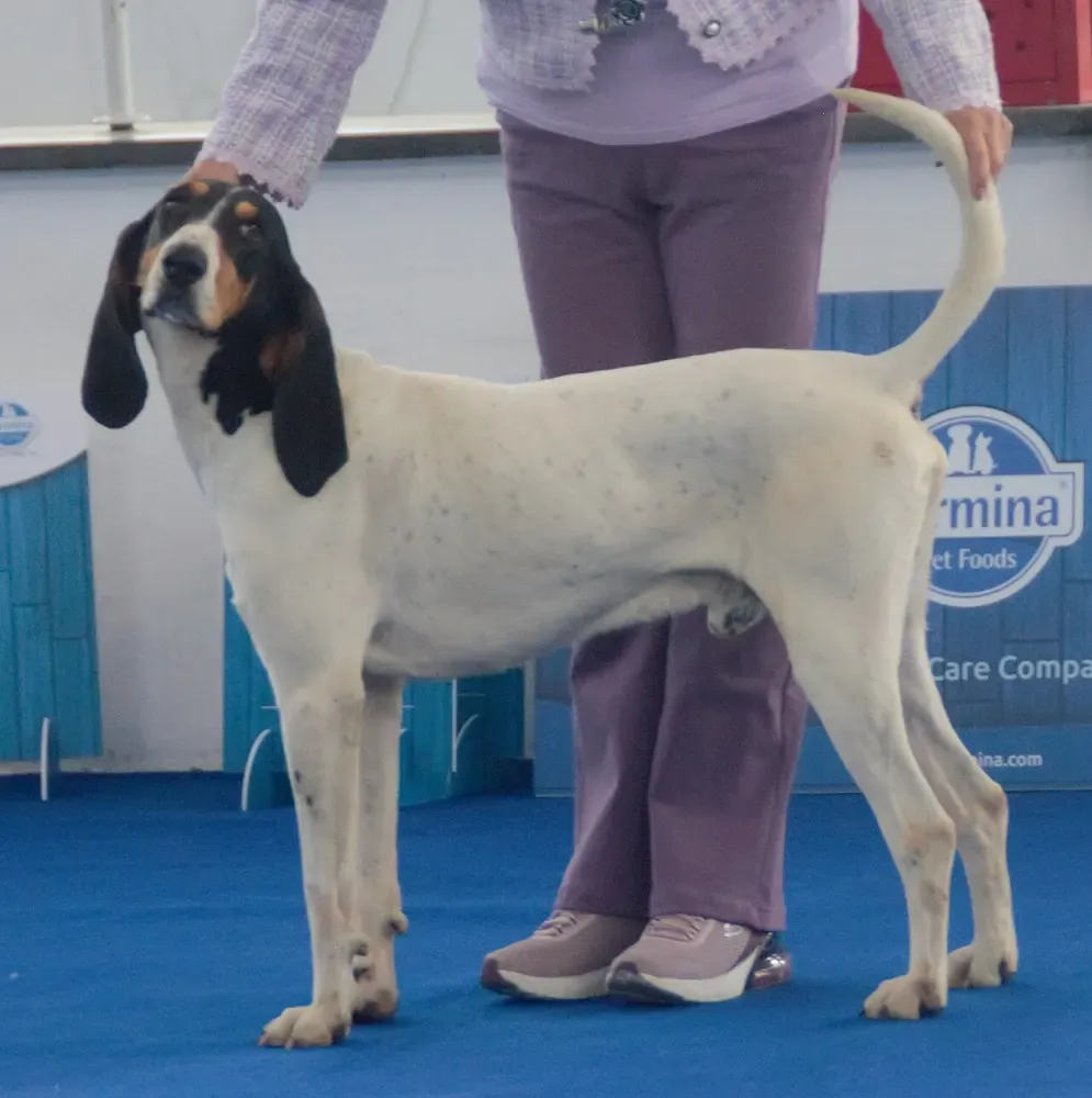 Sabueso del Ariège: foto 1