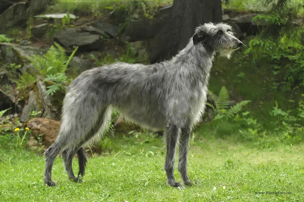 Lebrel escocés (Deerhound): foto 1