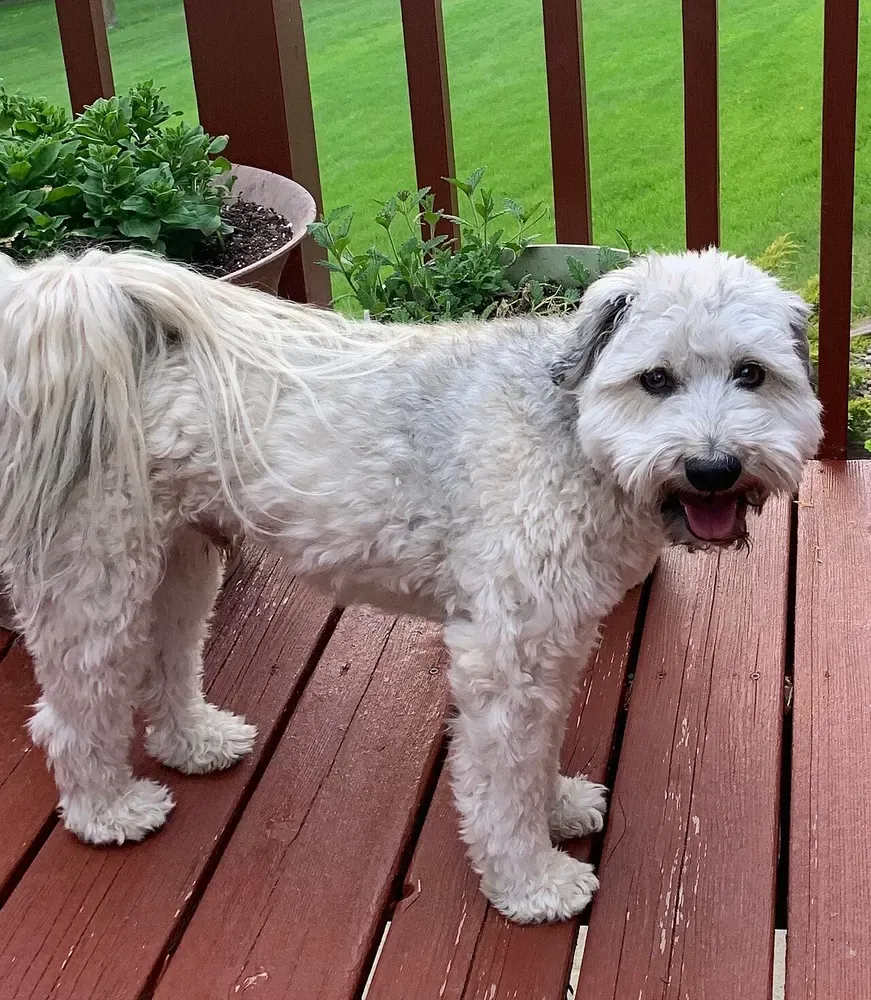 Schnoodle: foto 1