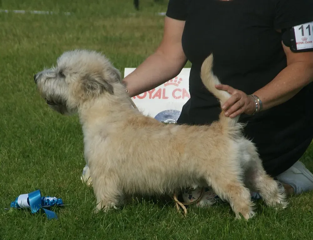 Terrier irlandés Glen of Imaal: foto 1