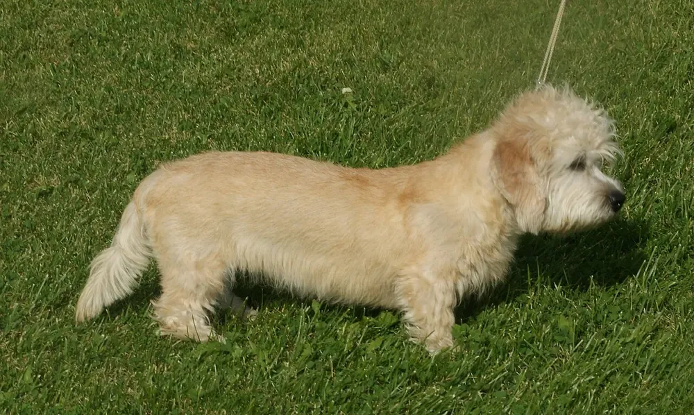 Dandie Dinmont terrier: foto 1