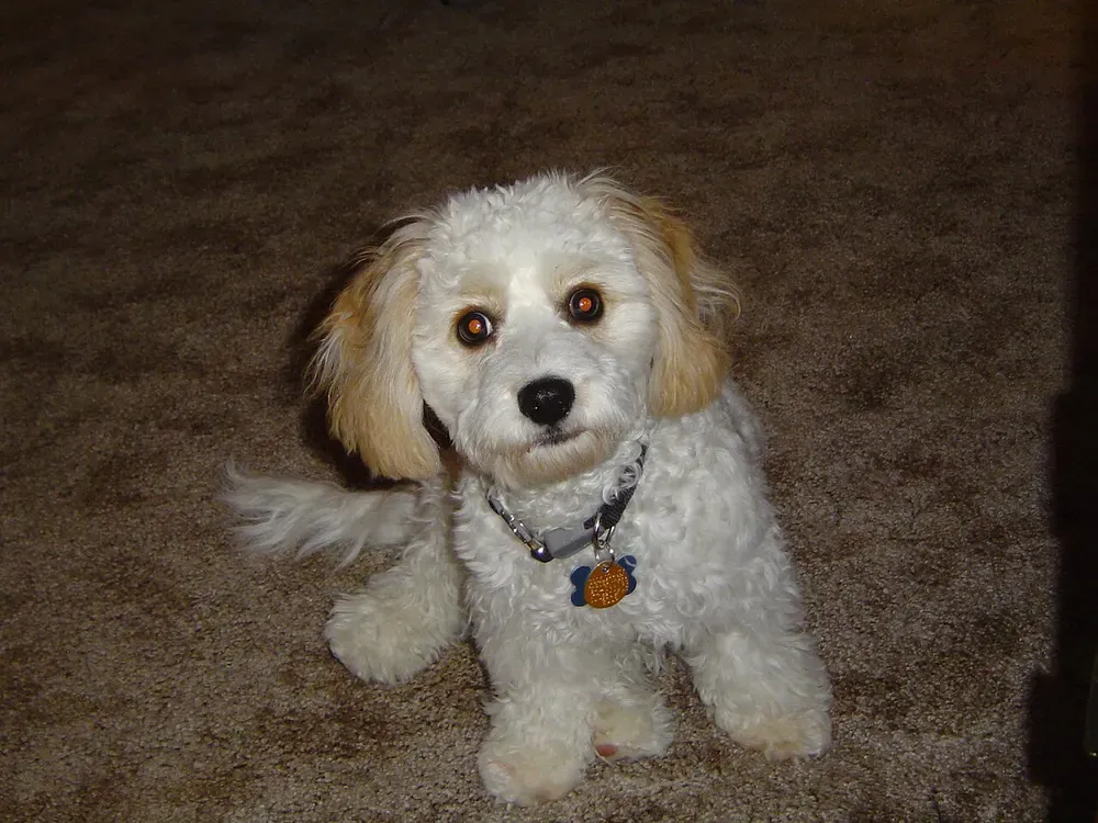 Cavachon: foto 1