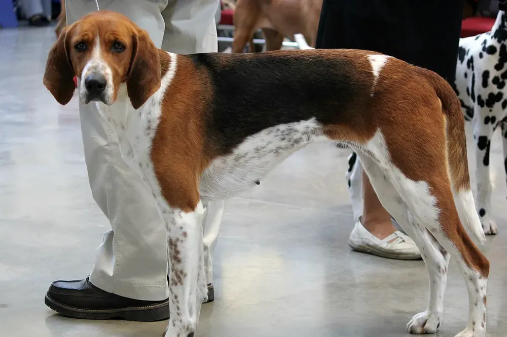 Foxhound americano: foto 1