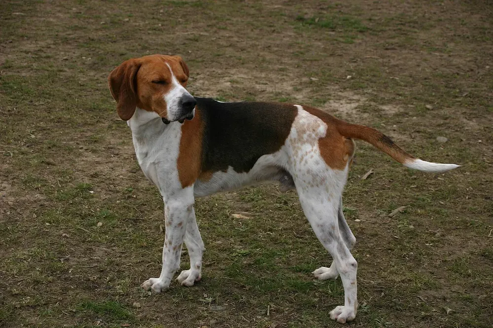 Anglo-francés de pequeña caza: foto 1