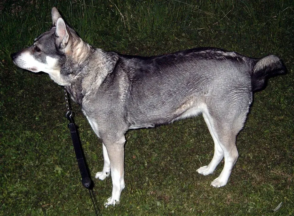 Jämthund (cazador de alces sueco): foto 1