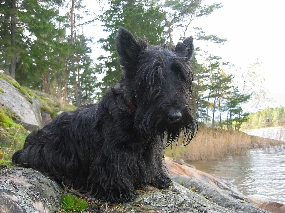 Scottish terrier: foto 1