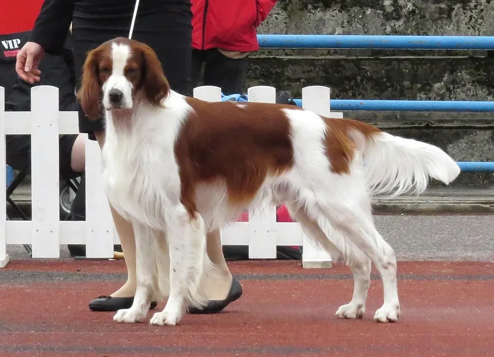 Setter irlandés rojo y blanco: foto 1