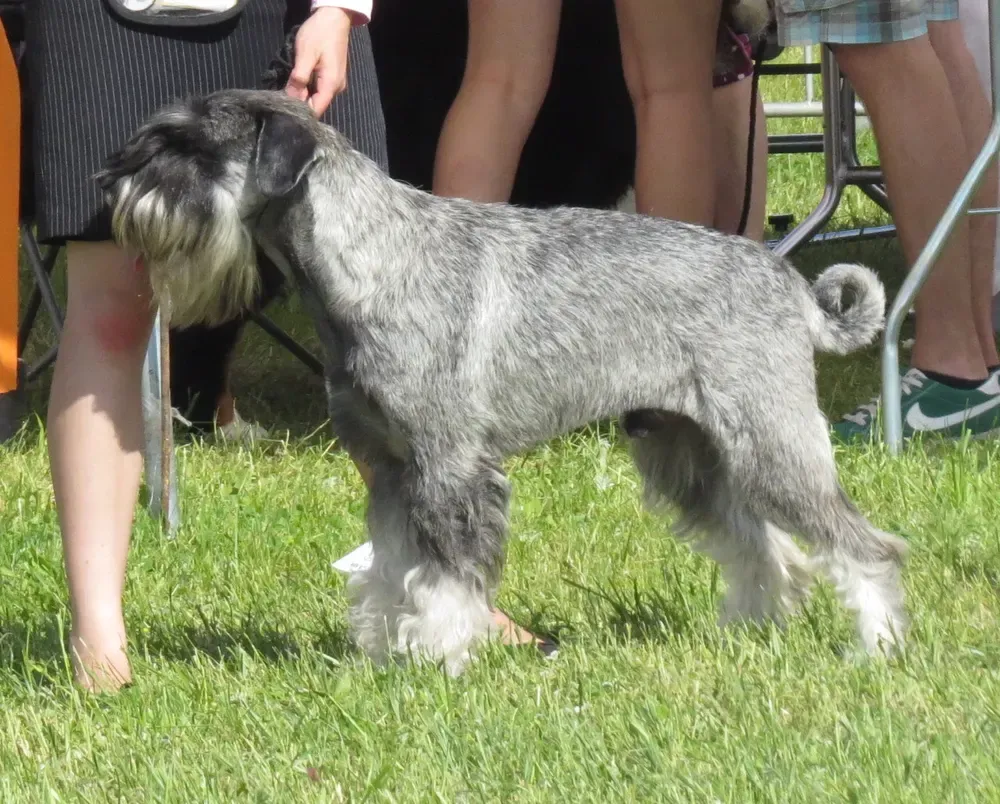 Schnauzer mediano: foto 1