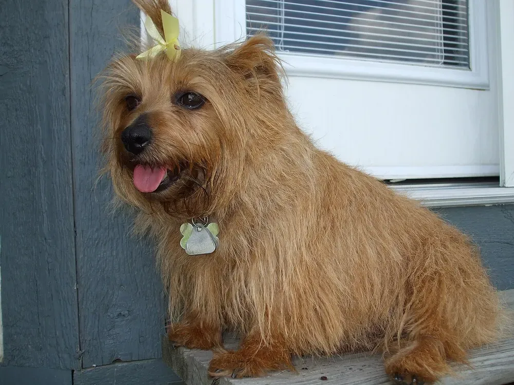 Norfolk terrier: foto 1