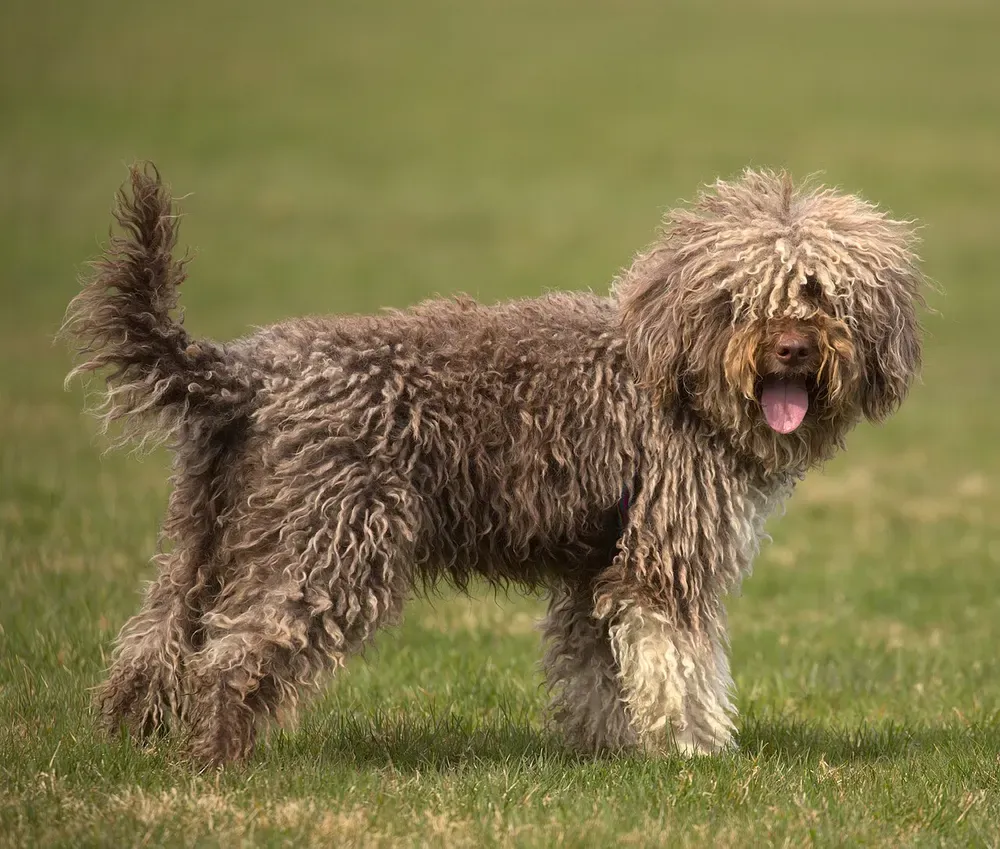 Lagotto romagnolo: foto 1
