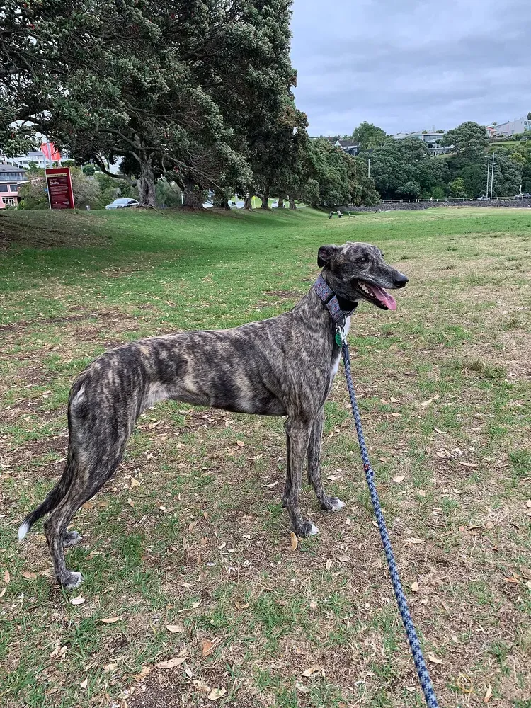 Galgo inglés (Greyhound): foto 1