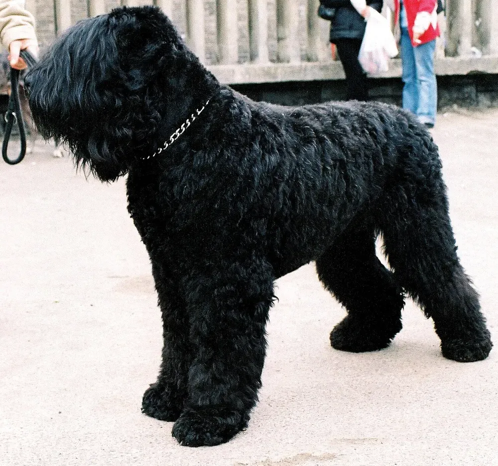 Terrier ruso negro: foto 1
