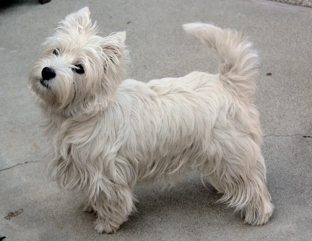 West Highland white terrier (Westie): foto 1