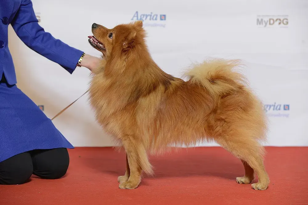 Spitz alemán (incl. Pomerania): foto 1