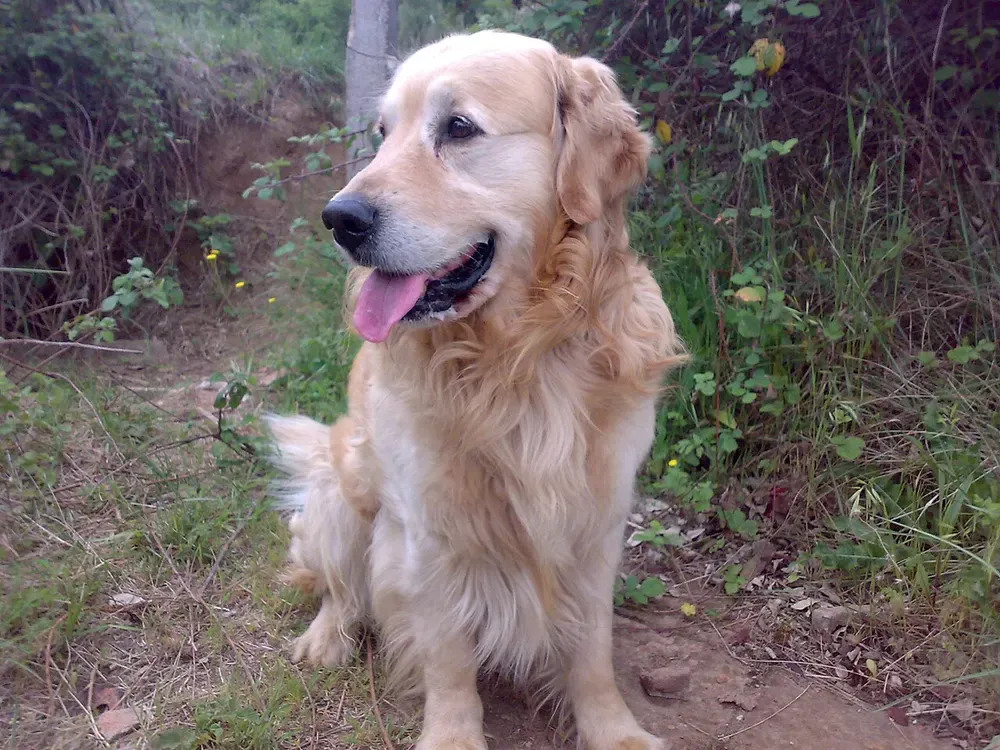 Golden retriever: foto 1