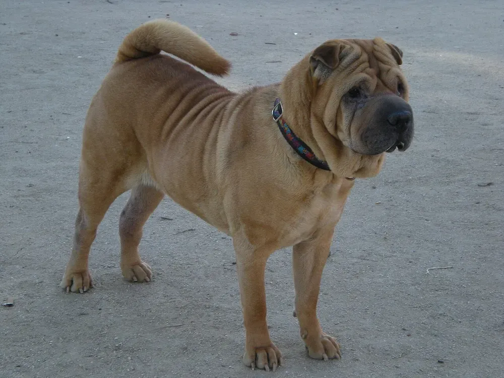 Shar pei: foto 1