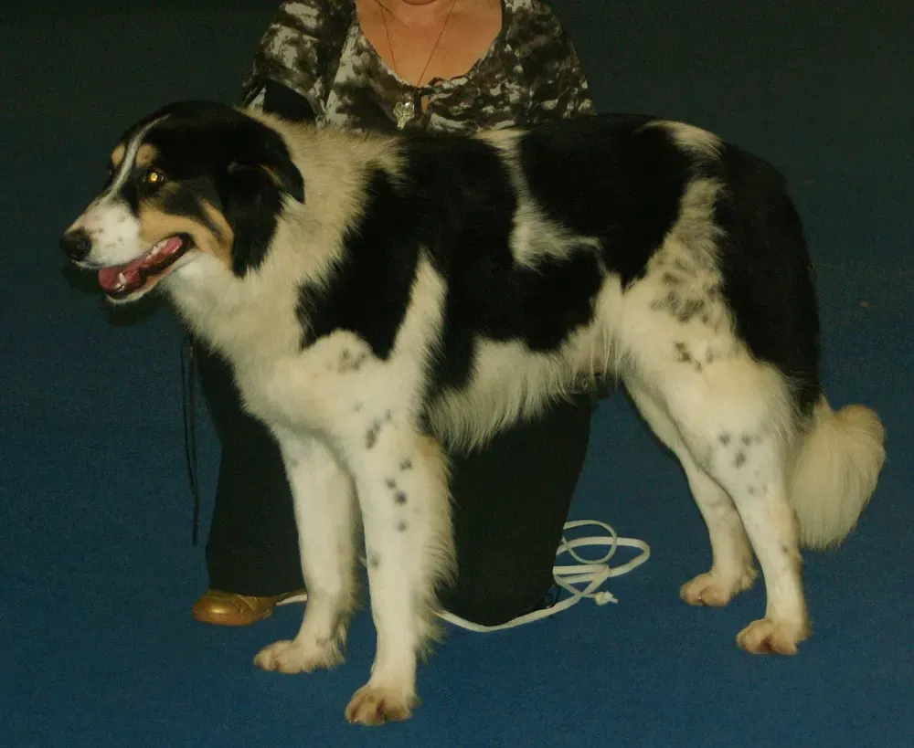 Aidi (perro del Atlas): foto 1