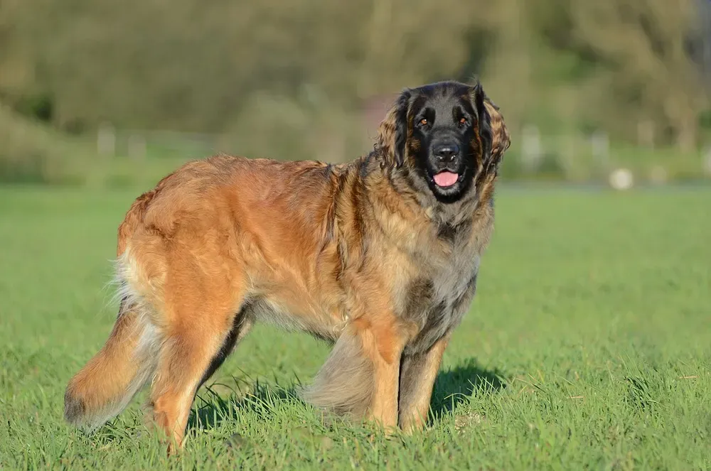 Leonberger: foto 1