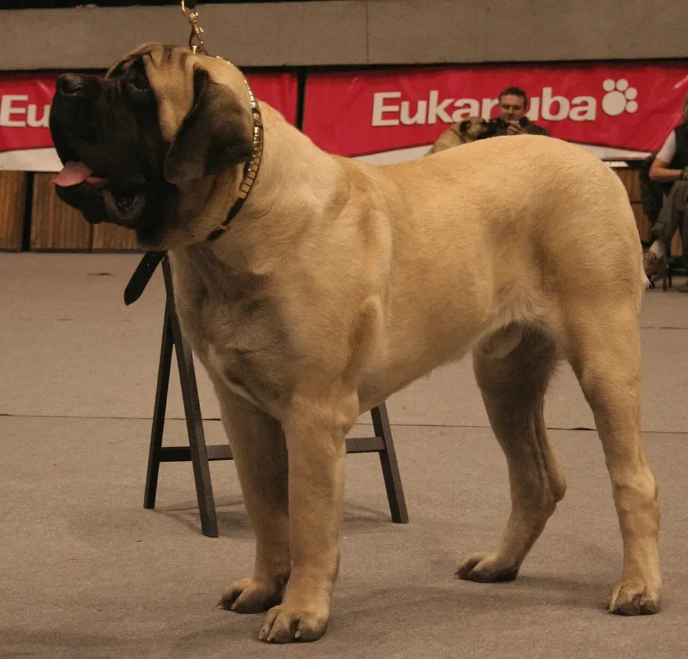 Mastín inglés (Mastiff): foto 1