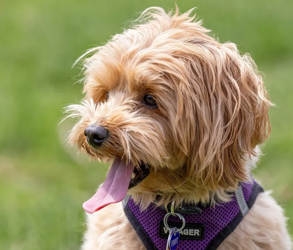 Maltipoo: foto 1