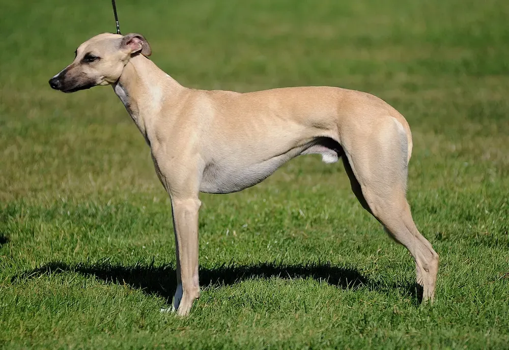 Whippet: foto 1