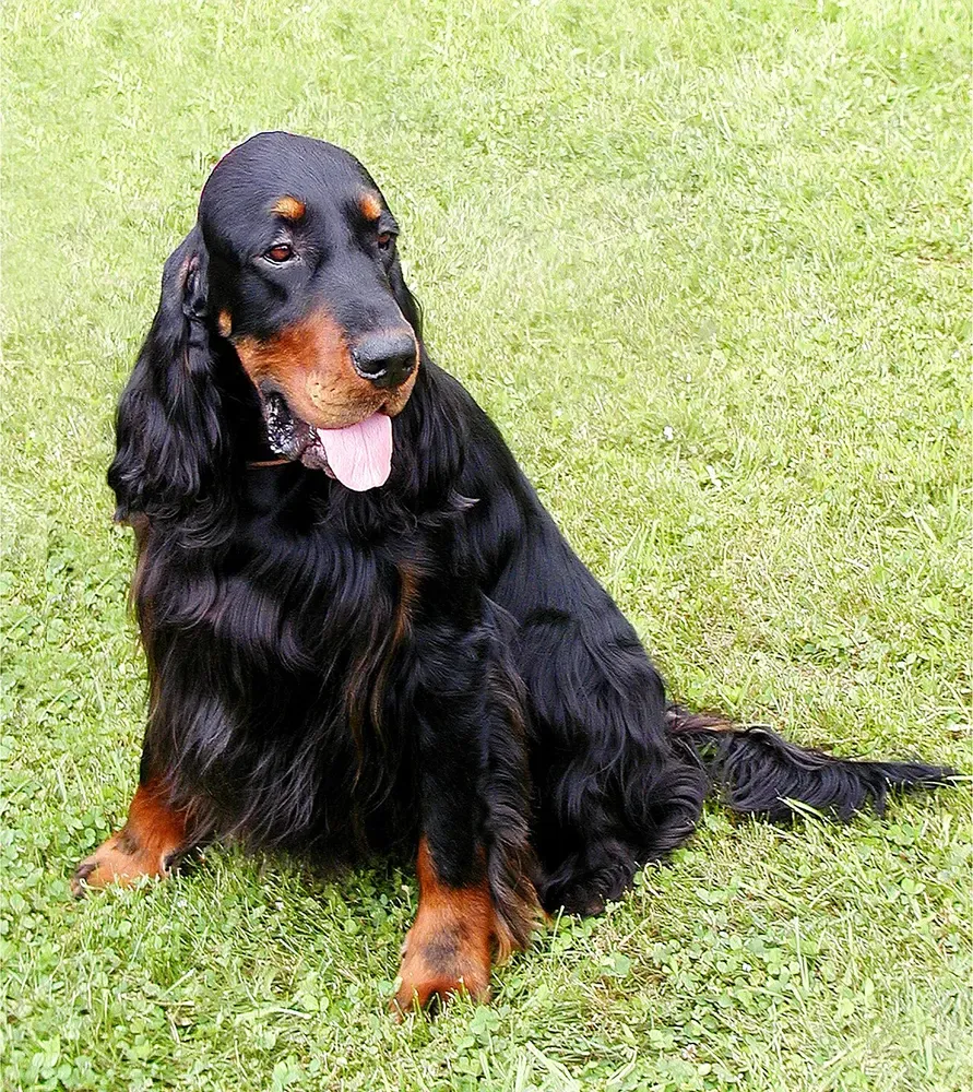 Setter Gordon: foto 1