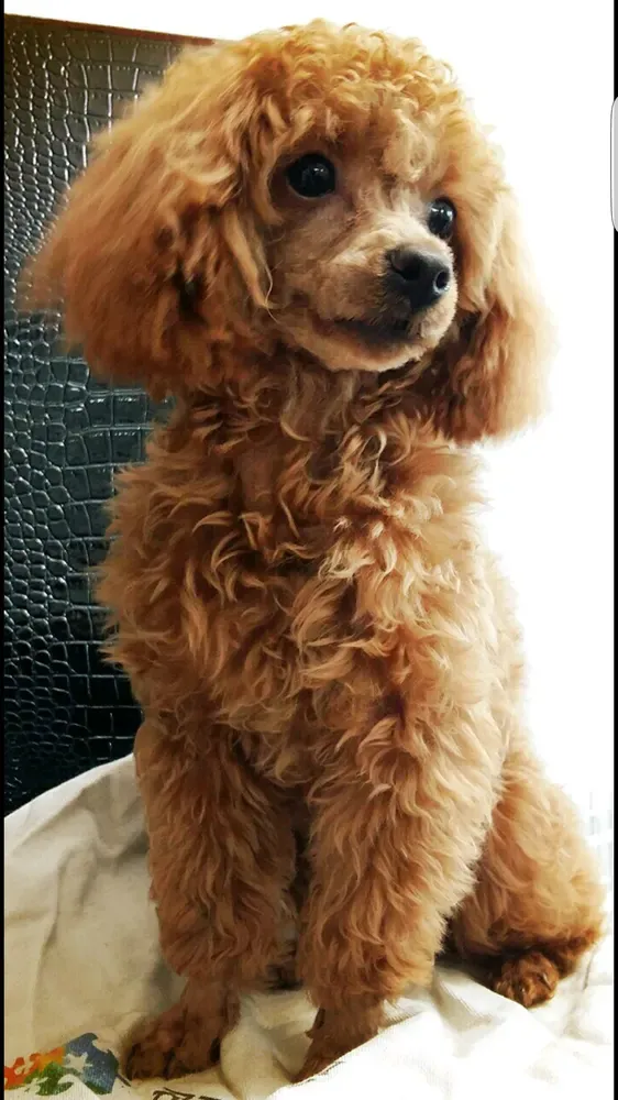 Caniche toy: foto 1