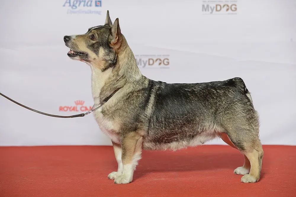 Spitz de Västergötland (Vallhund sueco): foto 1