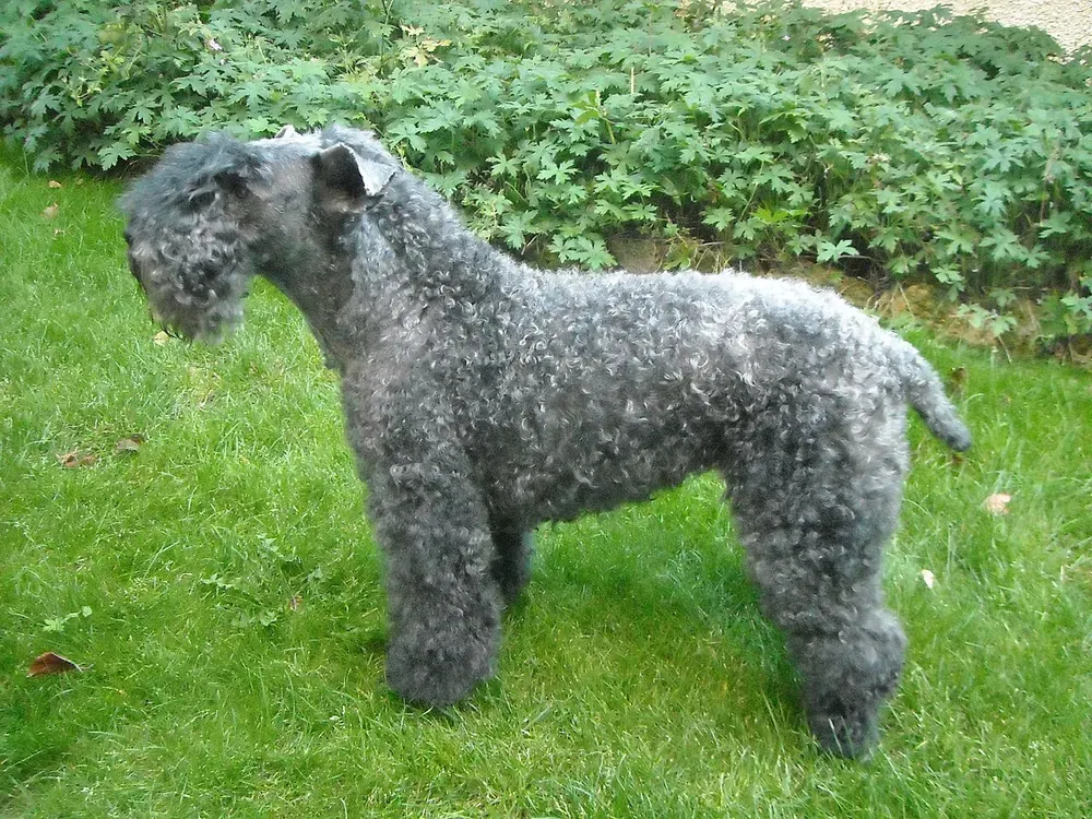 Kerry blue terrier: foto 1