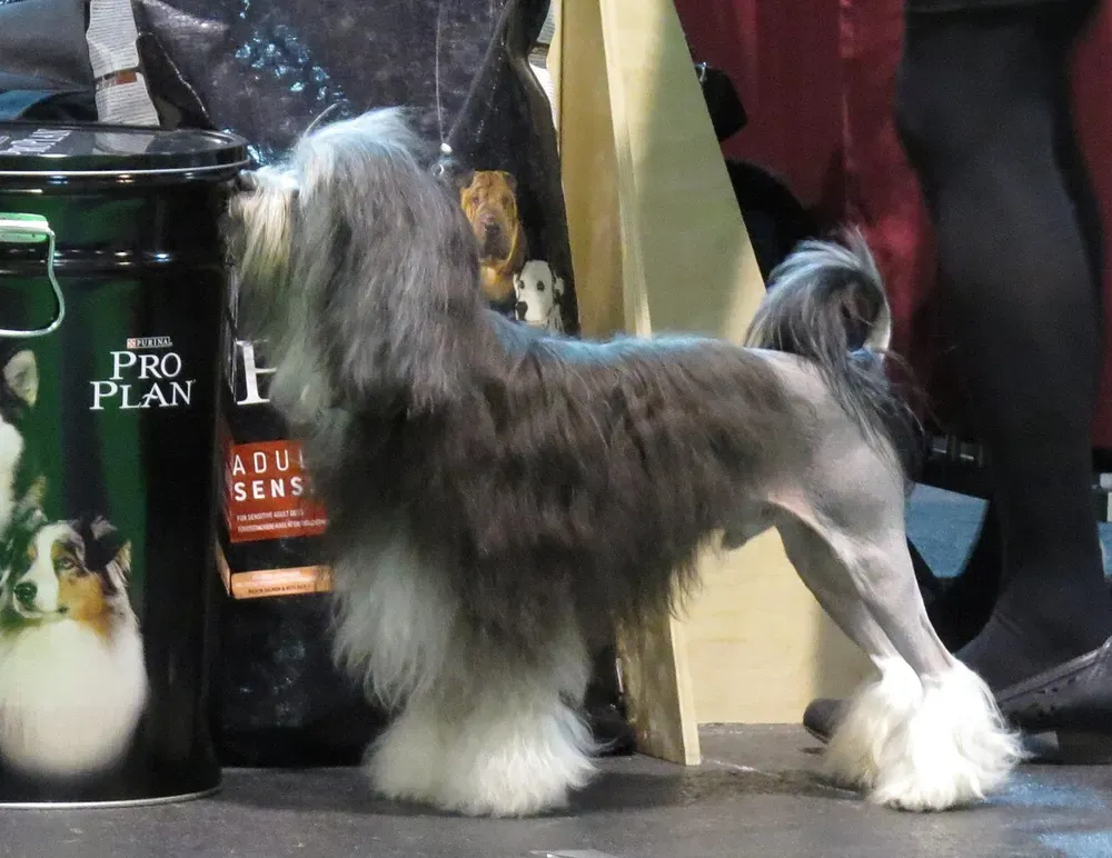 Pequeño perro león: foto 1
